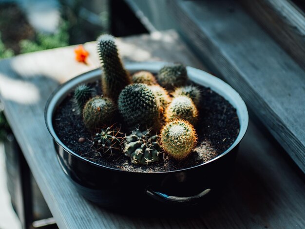 Zdjęcie zbliżenie kaktusa na stole