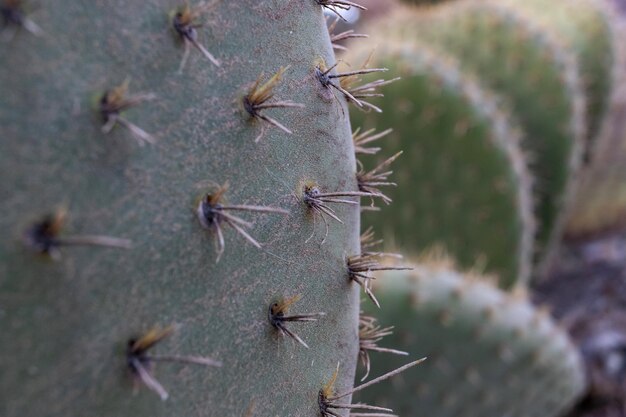 Zbliżenie kaktusa w ogrodzie botanicznym, Republika Południowej Afryki