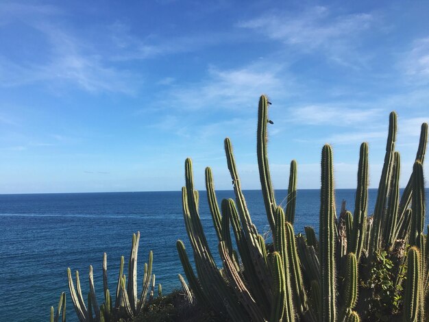 Zdjęcie zbliżenie kaktusa z morza na tle niebieskiego nieba