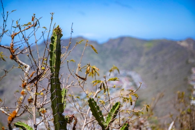 zbliżenie kaktusa z tłem panoramy wyspy oahu i honolulu ze szczytu krateru koko