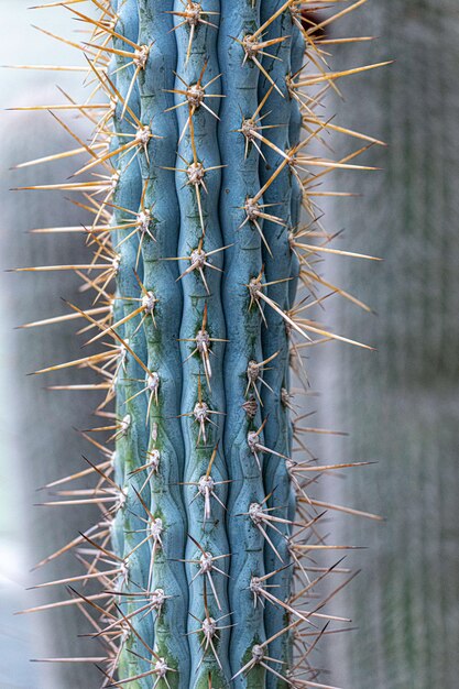 Zbliżenie kaktusa