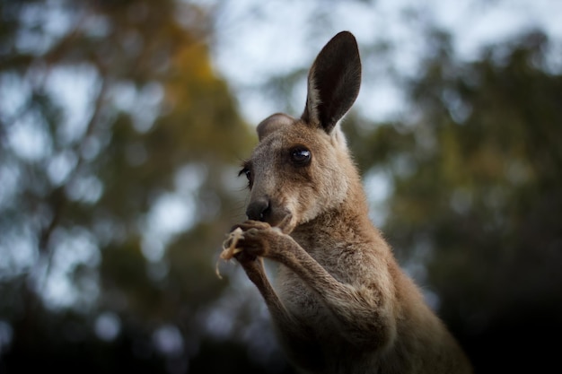 Zdjęcie zbliżenie kangura oddalającego się