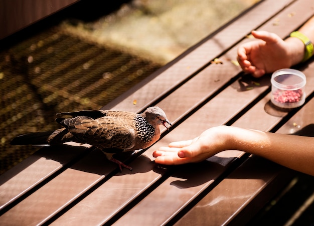 Zbliżenie karmi ptaka ręka