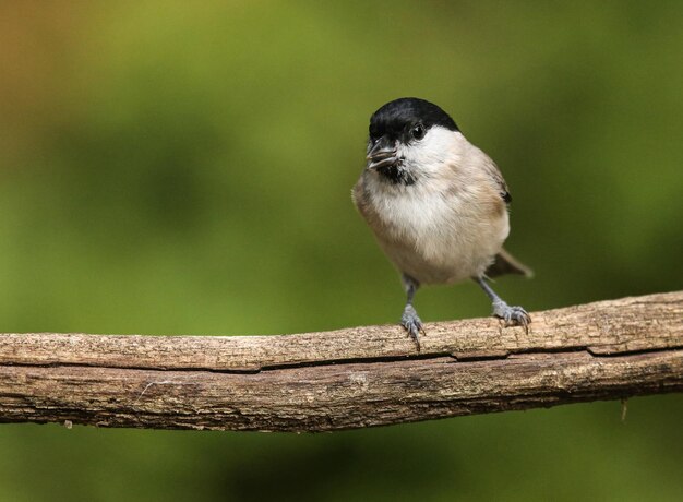 Zdjęcie zbliżenie karolinijskiej chickadee siedzącej na gałęzi