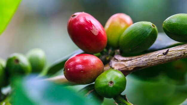 Zdjęcie zbliżenie kawy arabica na drzewie