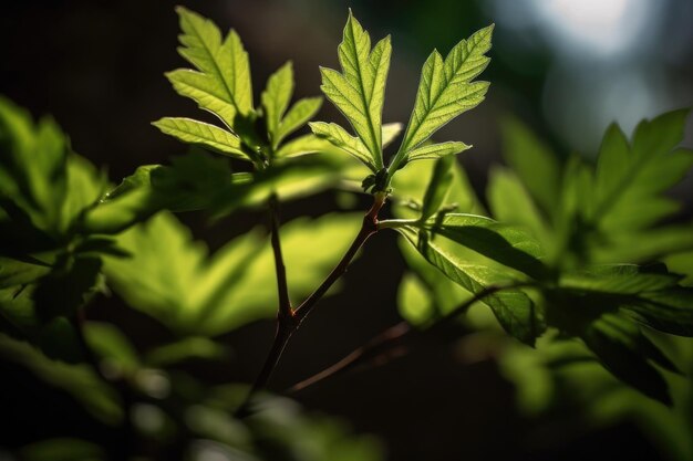 Zbliżenie kiełkujących liści drzew z naturalnym światłem i cieniami utworzonymi za pomocą generatywnej ai