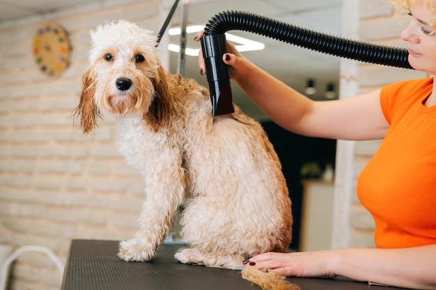 Zbliżenie Kobiece Groomer Suszenie Włosów Z Suszarką Do Włosów Kręcone Labradoodle Psa Patrząc Na Kamery Po Kąpieli Przy Stole W Salonie Fryzjerskim