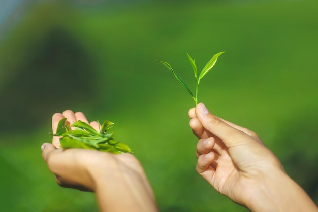 Zbliżenie kobiece ręce trzymając świeże liście herbaty przed plantacją herbaty niewyraźne kopia przestrzeń backgrou