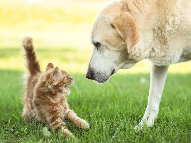 Zbliżenie kociaka miauczącego labrador retrievera na trawiastym polu