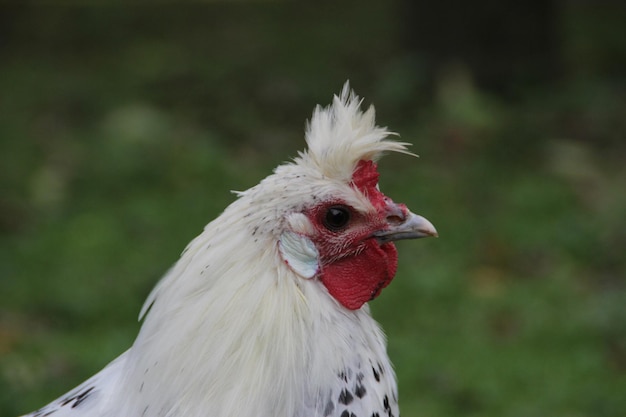 Zbliżenie koguta