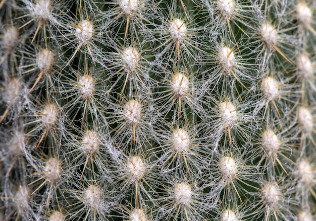 Zbliżenie kolce na kaktusie