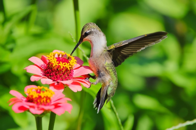 Zbliżenie kolibra jedzenia pyłku z ładnego kwiatu