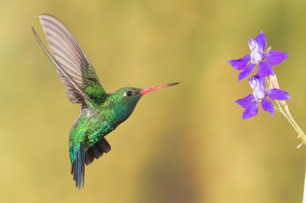 Zbliżenie kolibri latającego w niebie