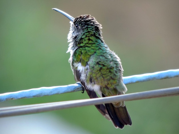 Zdjęcie zbliżenie kolibri siedzącego na sznurku