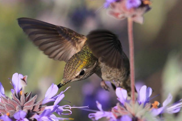 Zdjęcie zbliżenie kolibri w parku