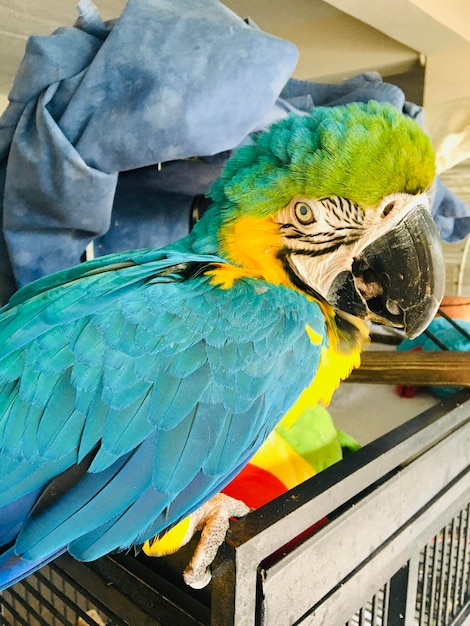 Zdjęcie zbliżenie kolorowej papugi
