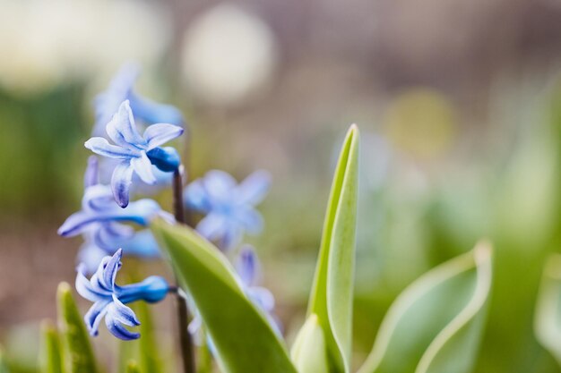 Zbliżenie koloru wiosny bluebell w ogrodzie