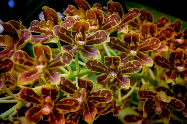 Zdjęcie zbliżenie kolumbijskiej orchidei tygrysiej