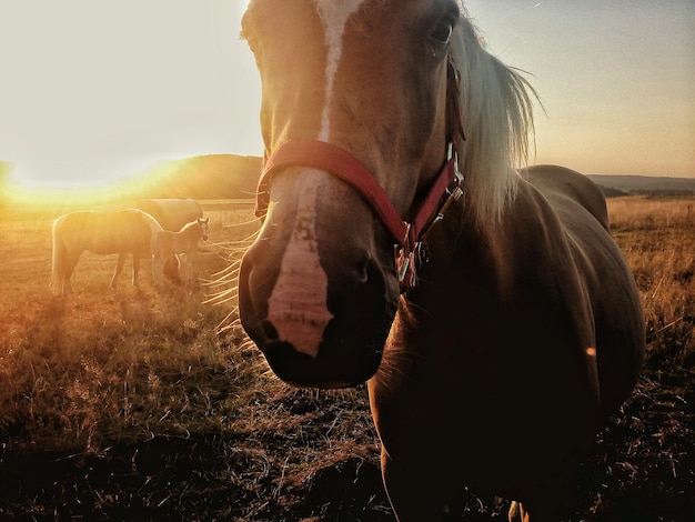 Zbliżenie konia na polu na tle nieba podczas zachodu słońca