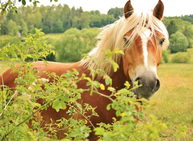 Zdjęcie zbliżenie konia stojącego na trawiastym polu