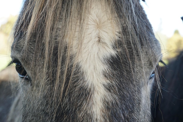 Zdjęcie zbliżenie konia