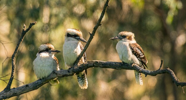 Zdjęcie zbliżenie kookaburry siedzącej na drzewie