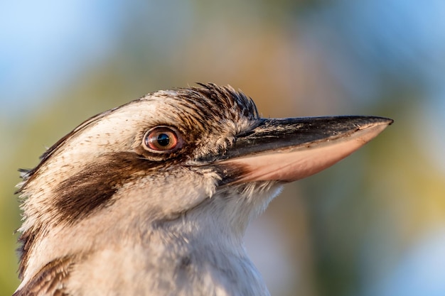 Zdjęcie zbliżenie kookaburry