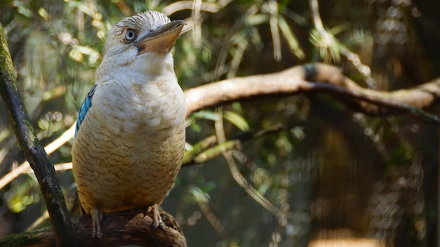 Zdjęcie zbliżenie kookabury siedzącej na gałęzi