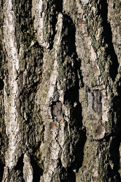 Zbliżenie. Kora starego drzewa. Tło, tekstura kory drzewa.