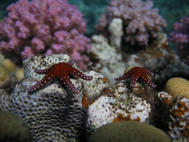 Zdjęcie zbliżenie koralowców w morzu