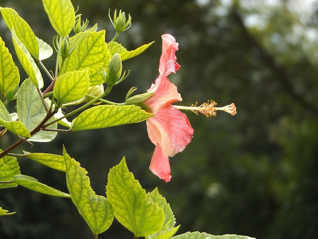 Zbliżenie koralowego hibiskusa kwitnącego na świeżym powietrzu
