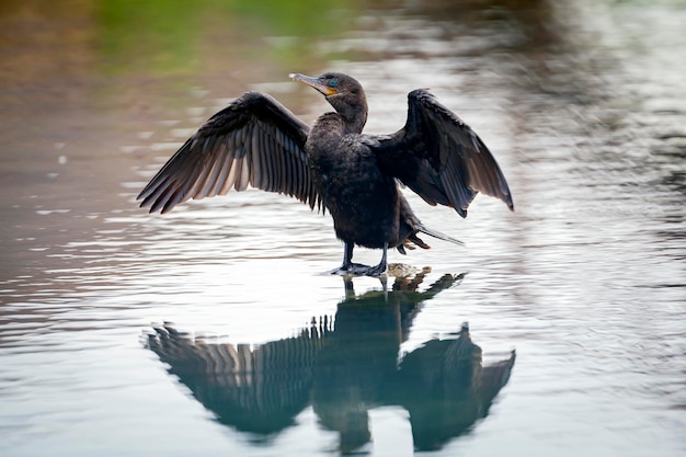 Zbliżenie kormoran siedzi na kamieniu w wodzie.