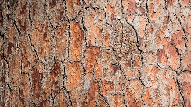 Zbliżenie kory drzewa sosnowego tekstura tło, Arboretum w Sukhum, Abchazja.