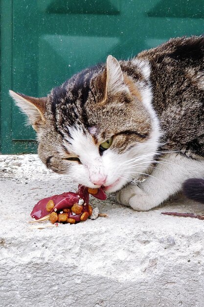 Zdjęcie zbliżenie kota jedzącego jedzenie