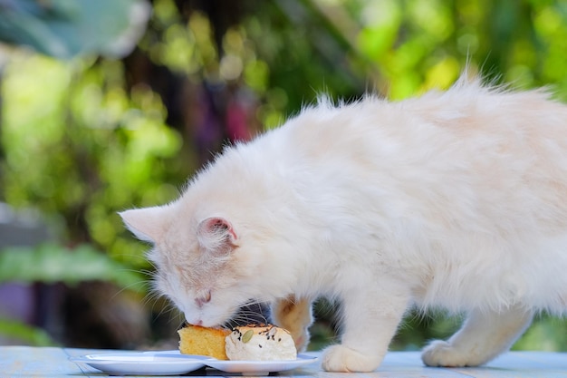 Zdjęcie zbliżenie kota jedzącego jedzenie