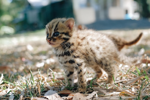 Zdjęcie zbliżenie kota-leoparda