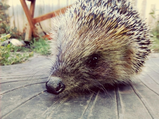 Zdjęcie zbliżenie kota na świeżym powietrzu