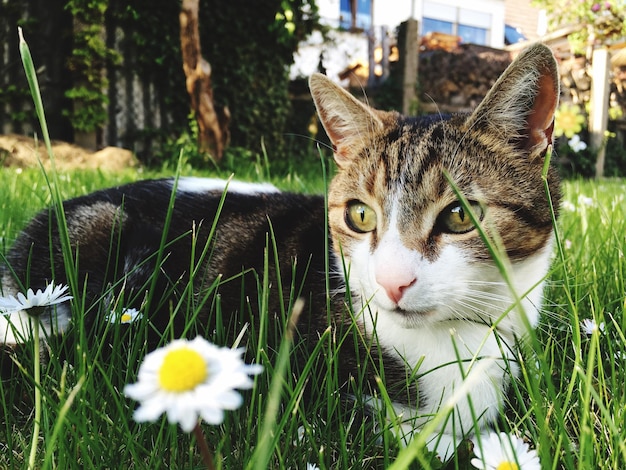 Zdjęcie zbliżenie kota na trawiastym polu