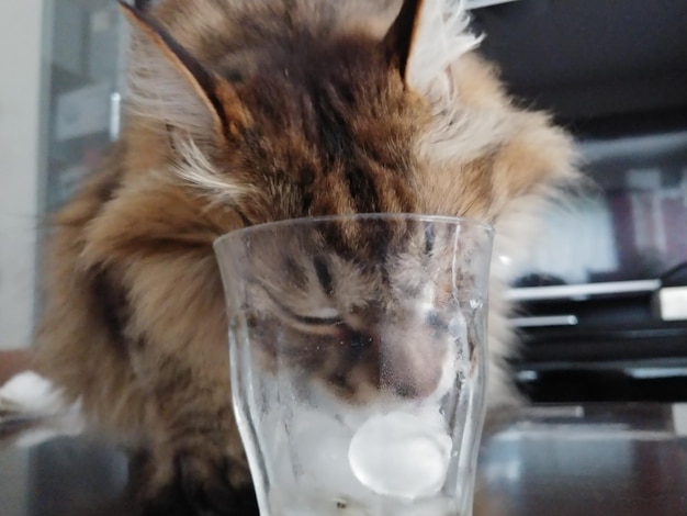 Zdjęcie zbliżenie kota pijącego wodę ze szkła w domu