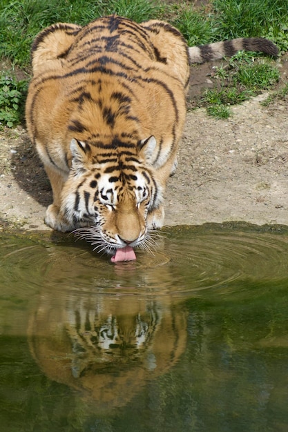 Zdjęcie zbliżenie kota pijącego wodę
