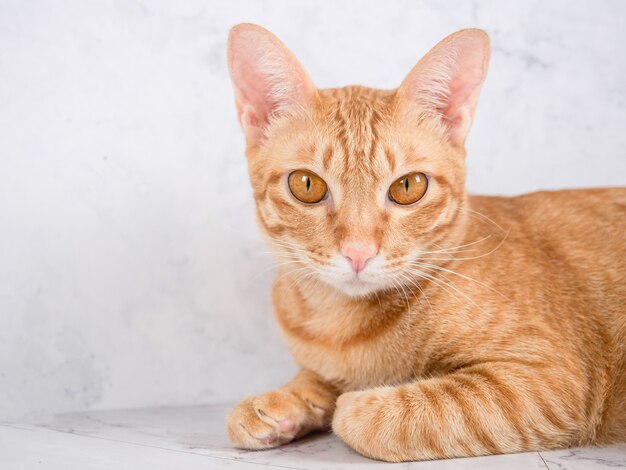 Zbliżenie kota pomarańczowy kolor leżał zrelaksowany i patrząc na przestrzeń kamery, przyjazny kot ludzki
