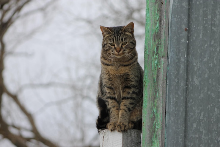 Zdjęcie zbliżenie kota tabby