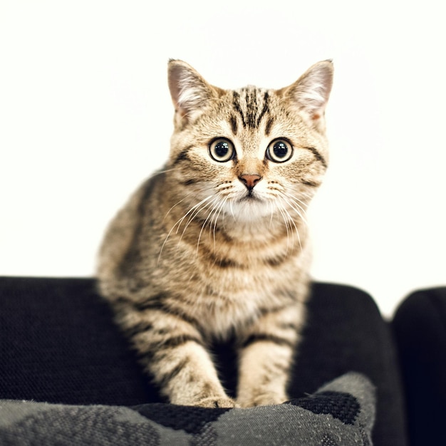 Zbliżenie kota tabby