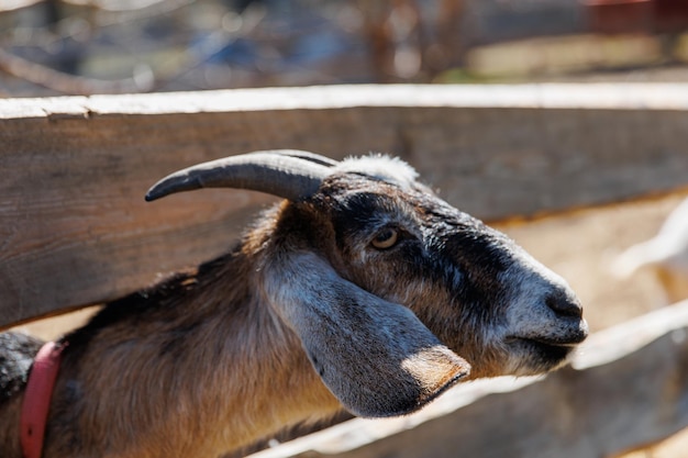 Zbliżenie kozy na ekofarmie