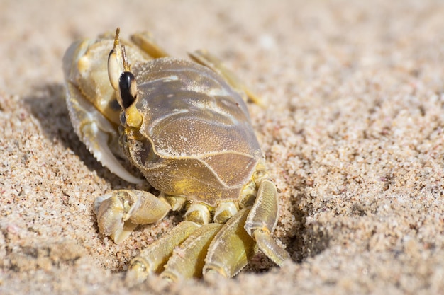Zdjęcie zbliżenie kraba na piasku