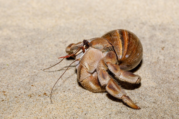 Zdjęcie zbliżenie kraba na plaży