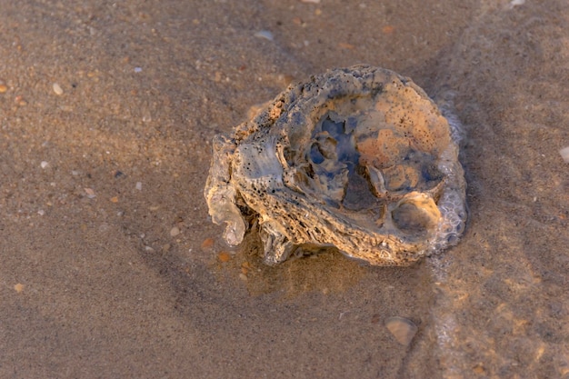 Zdjęcie zbliżenie kraba na plaży