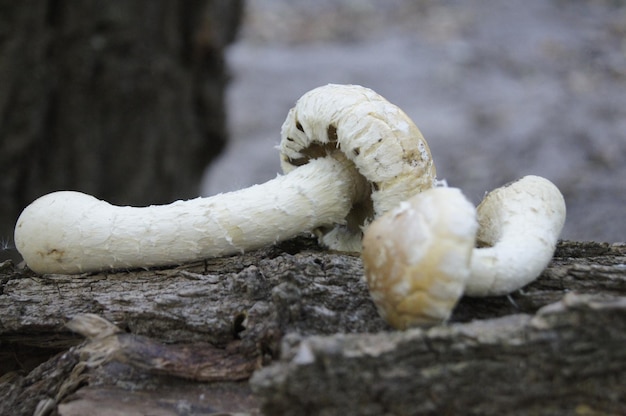 Zdjęcie zbliżenie kraba na skale