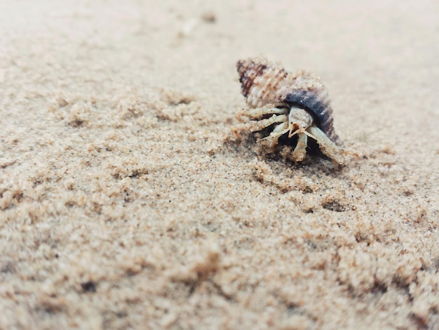 Zbliżenie kraba pustelnika na plaży