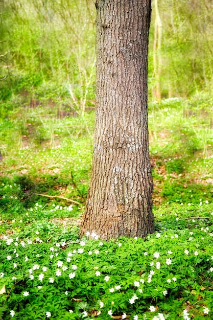 Zbliżenie krajobrazu widok drzewa rosnącego w bujnym zielonym lesie na wiosnę Opuszczone naturalne lasy lub las z liśćmi i zielenią latem Rośliny i roślinność w zacisznej okolicy